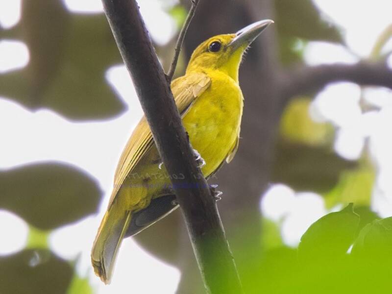 Oriole d'Isabela, Photos 4