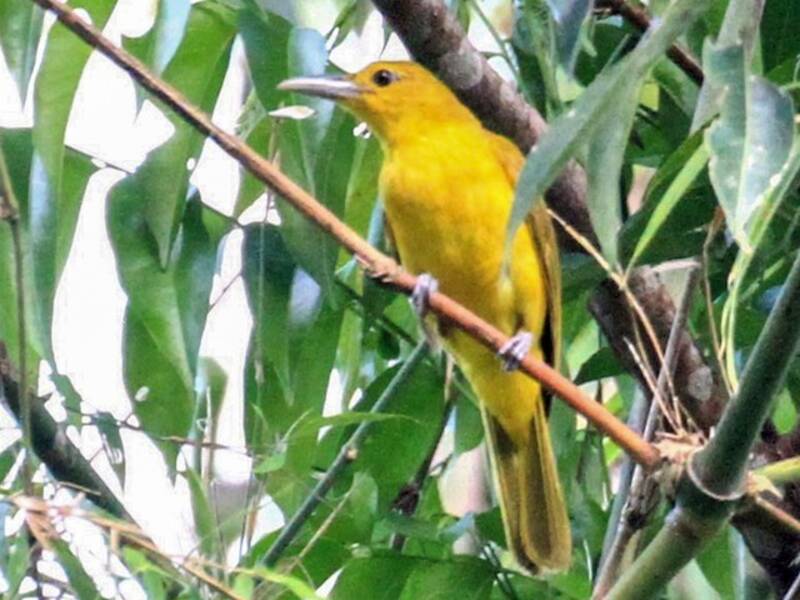 Oriole d'Isabela, Photos 2