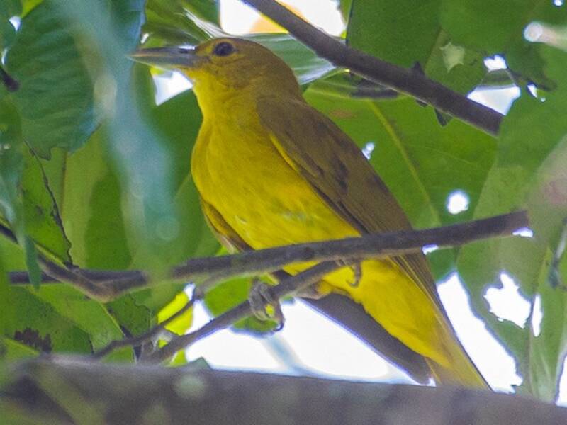 Oriole d'Isabela, Photos 3