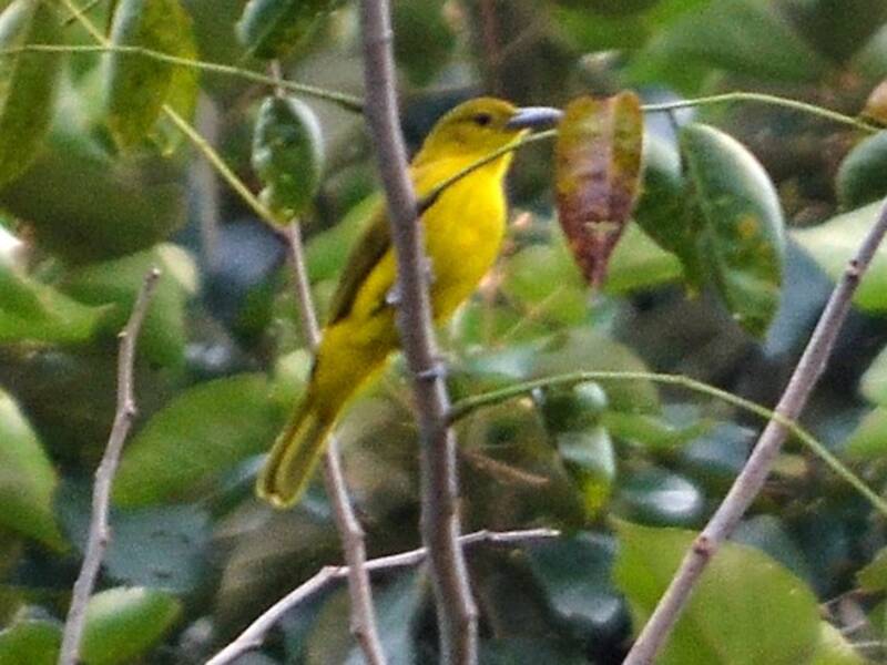 Isabela Oriole