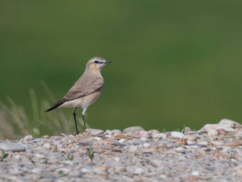 Isabelline Wheatear