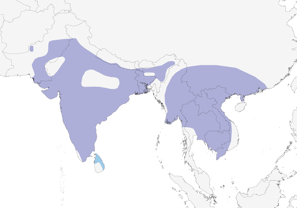 Anatra becco macchiato indiana, Distribuzione 1