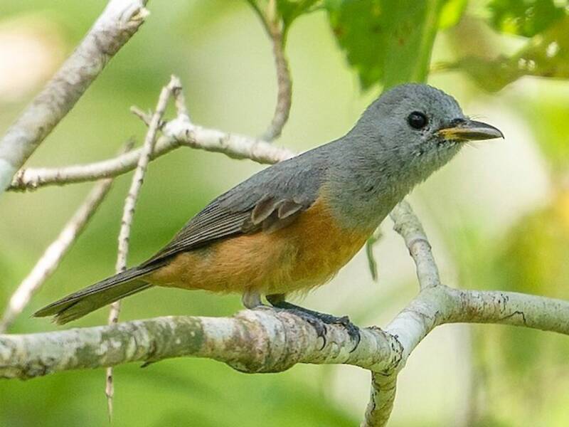 Island Monarch, Photos 3