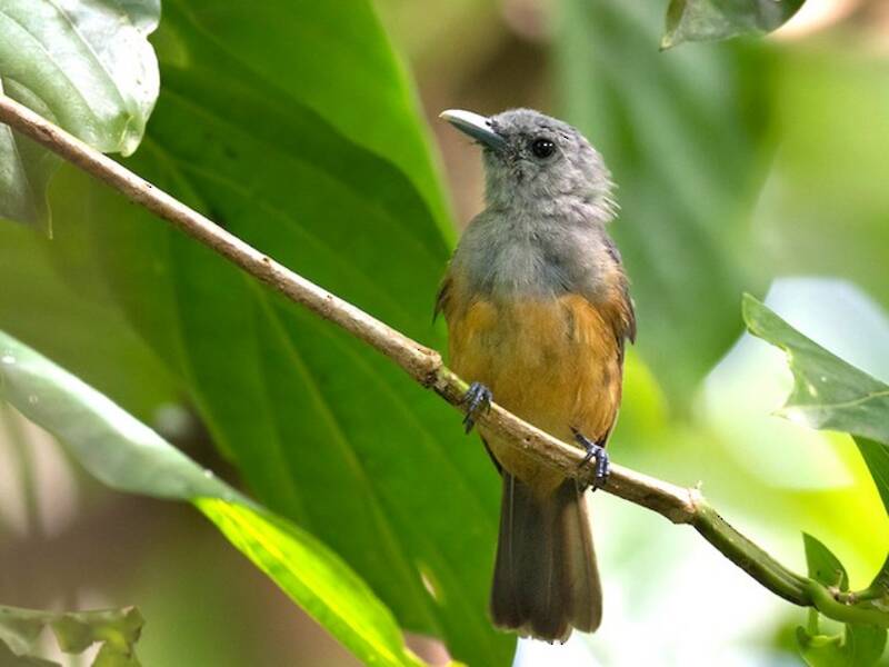 Island Monarch, Photos 2