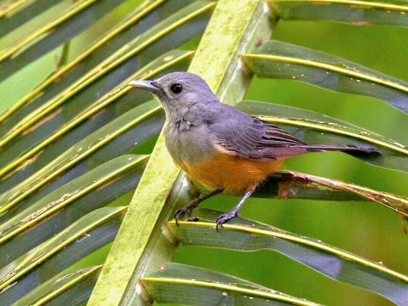 Island Monarch, Photos 4