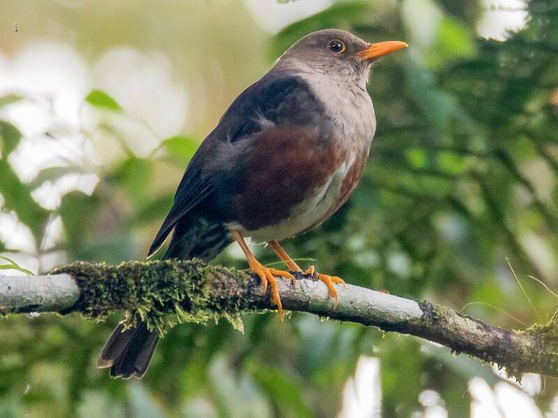 Zorzal de Mindoro