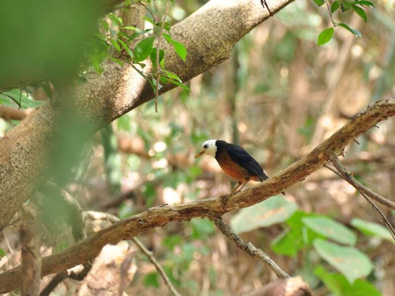 Tordo di Taiwan, Foto 4
