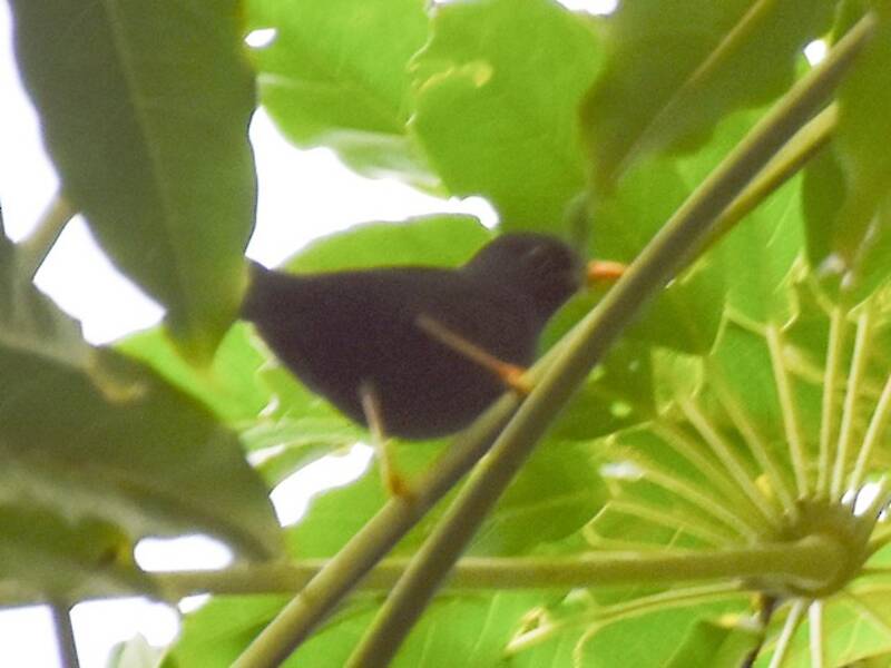 Tordo dell'isola di Bougainville
