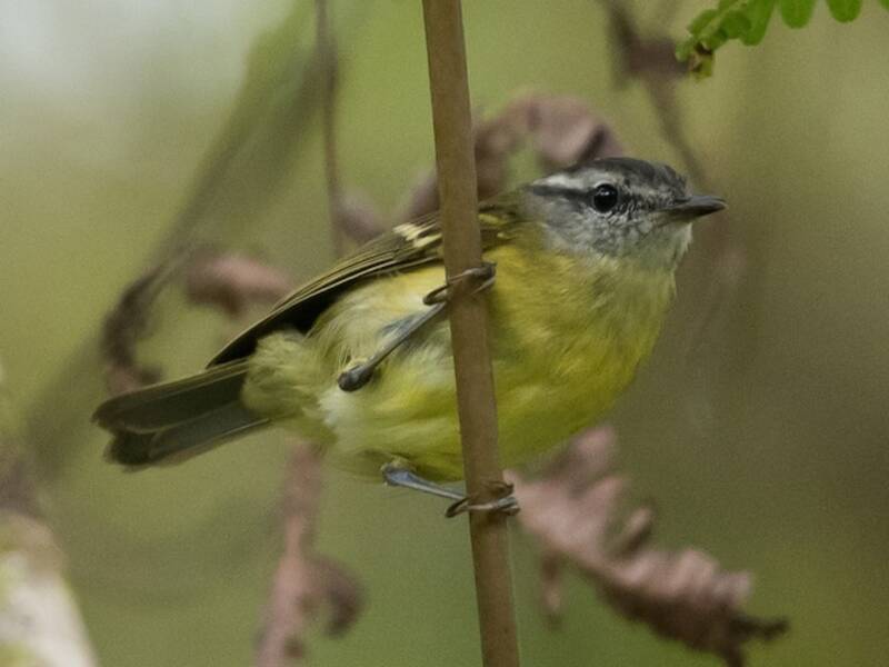 Island Leaf Warbler