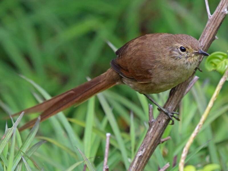 Itatiaia Spinetail - Asthenes moreirae