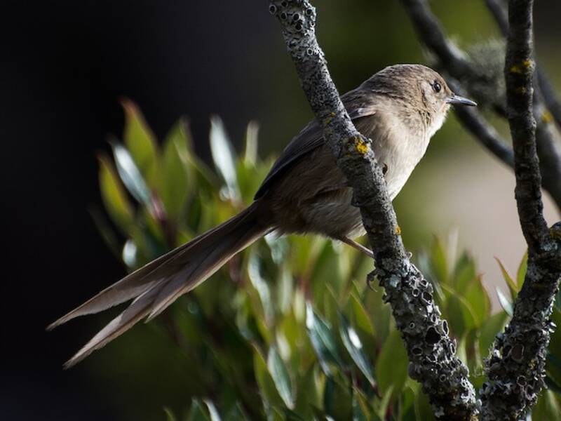 Itatiaia Spinetail, Photos 3