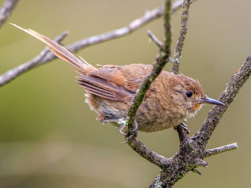Itatiaia Spinetail, Photos 2