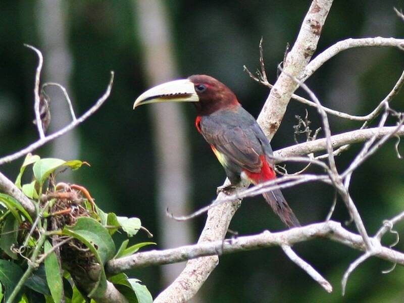 Aracari dal becco d'avorio