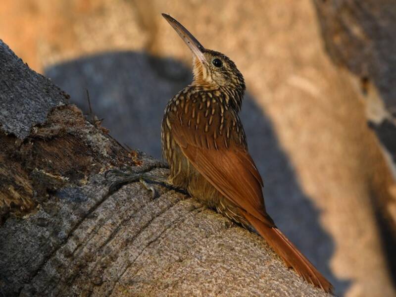 Rampichino dal becco d'avorio, Foto 2