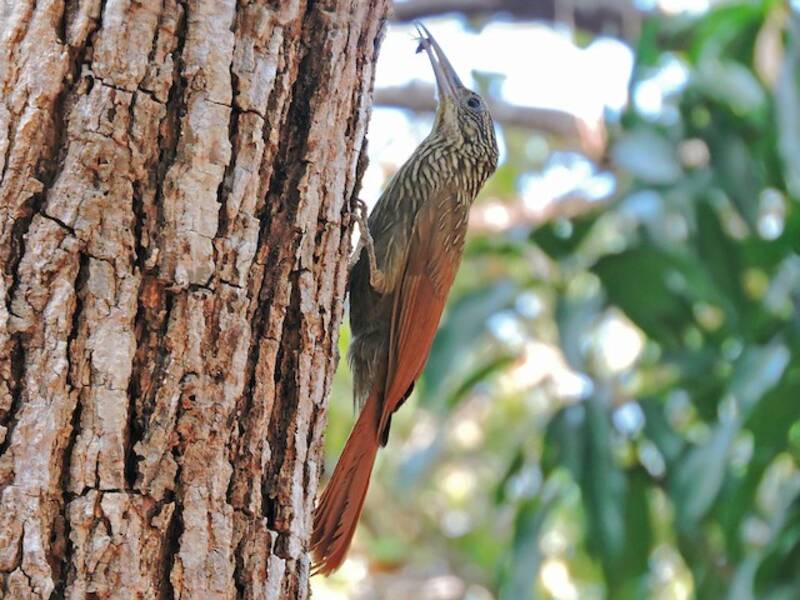 Ivory-billed Woodcreeper