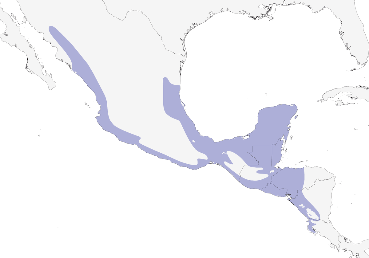 Rampichino dal becco d'avorio, Distribuzione 1