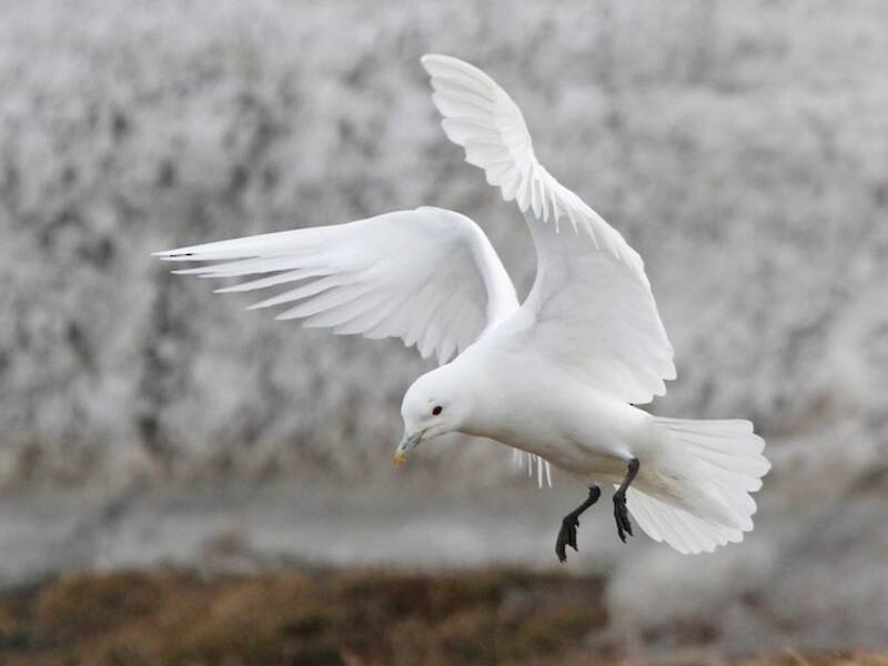 Ivory Gull (Pagophila eburnea)