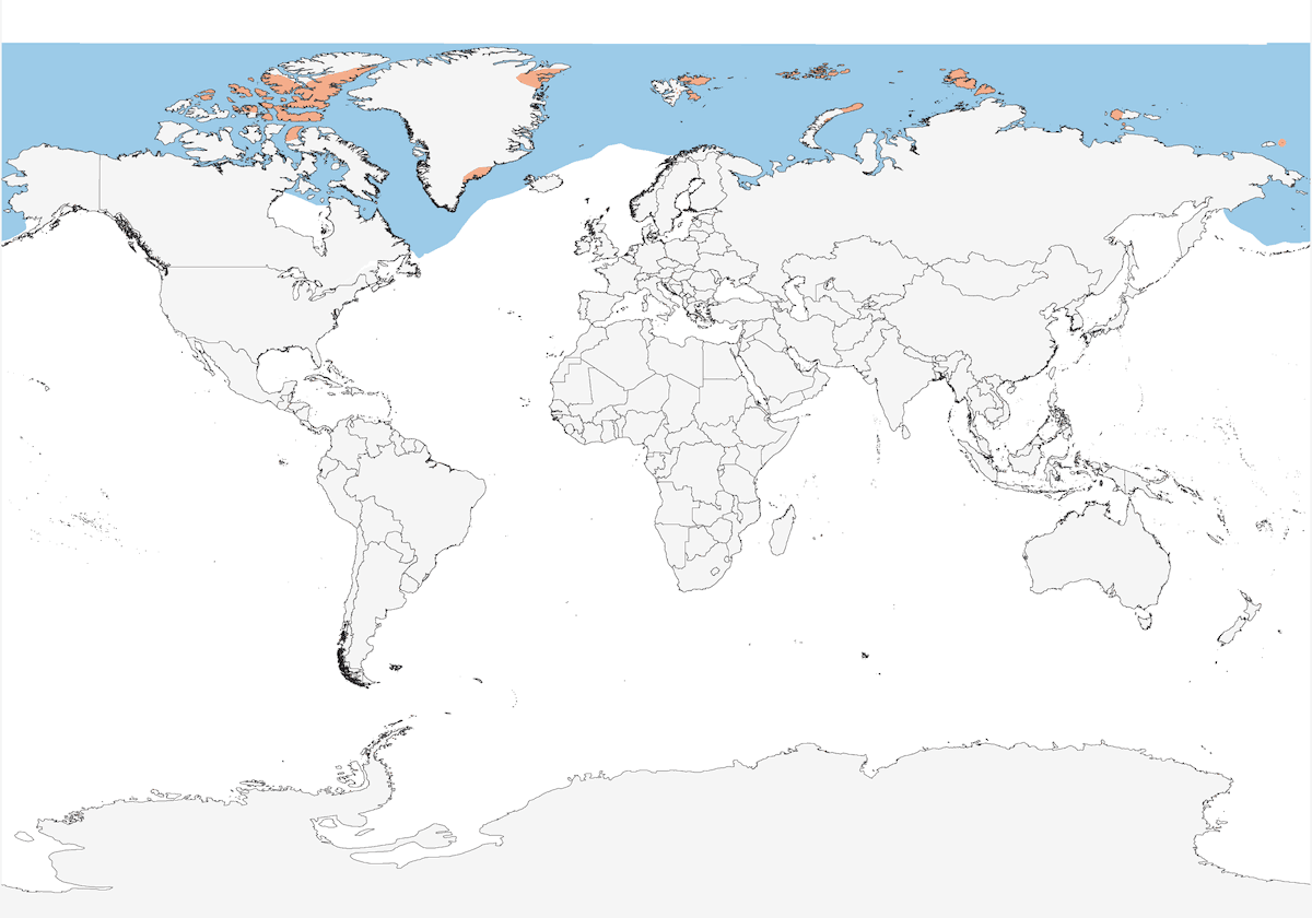 Gabbiano d'avorio, Distribuzione 1