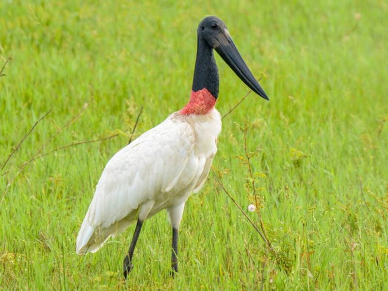 Jabiru, Fotos 3