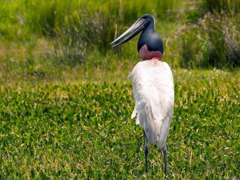 Jabiru, Fotos 2