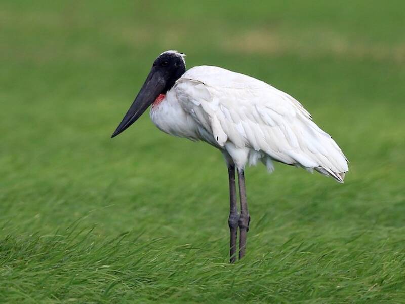 Jabiru