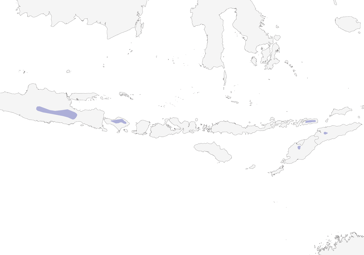 Buscarla javanesa, Distribución 1