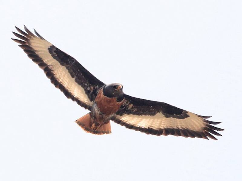 Jackal Buzzard, 照片 3