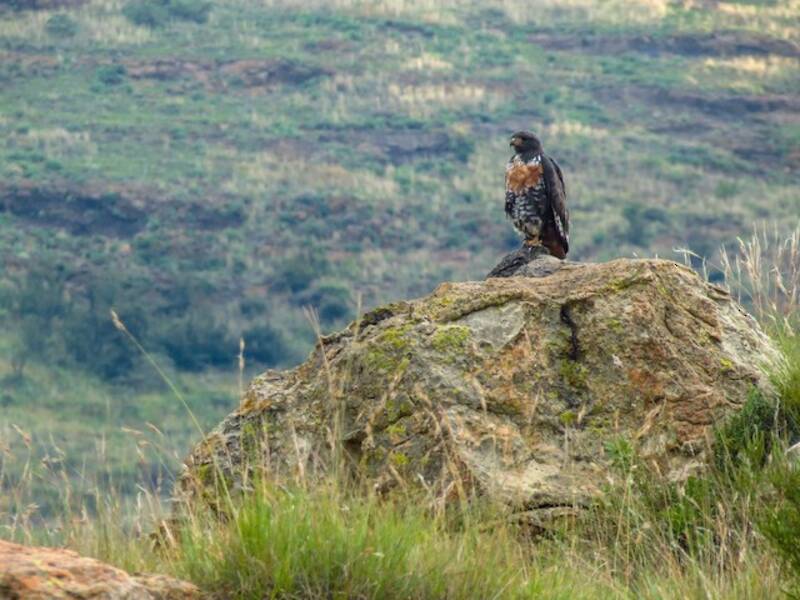 Jackal Buzzard, 照片 4