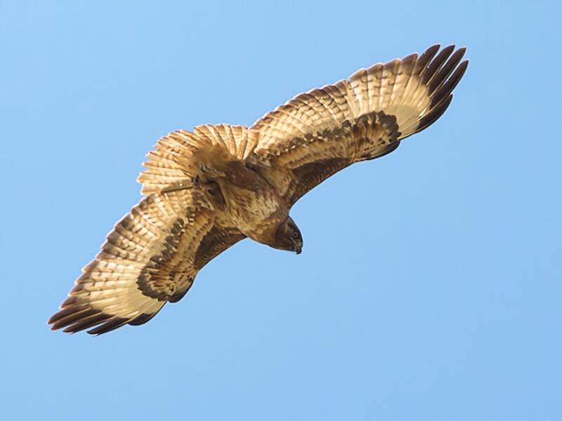 Jackal Buzzard, 照片 2