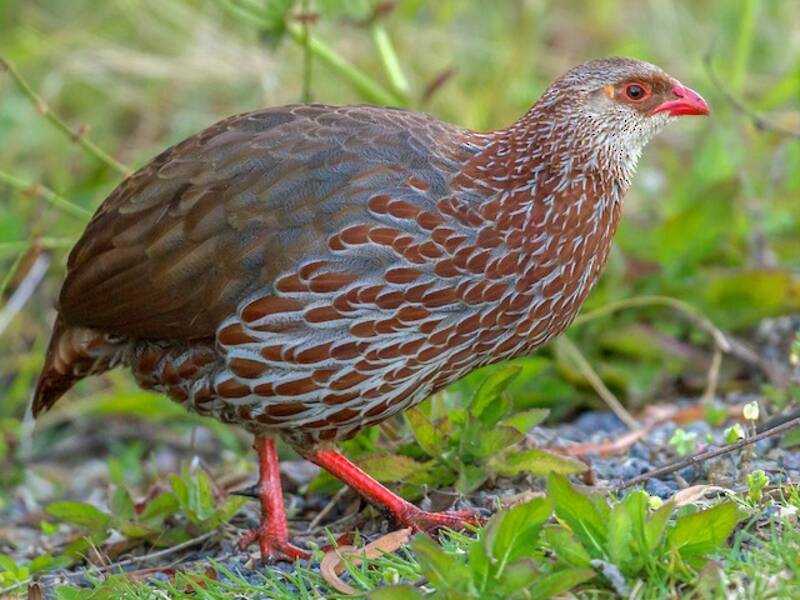 Jackson's Spurfowl, Photos 4