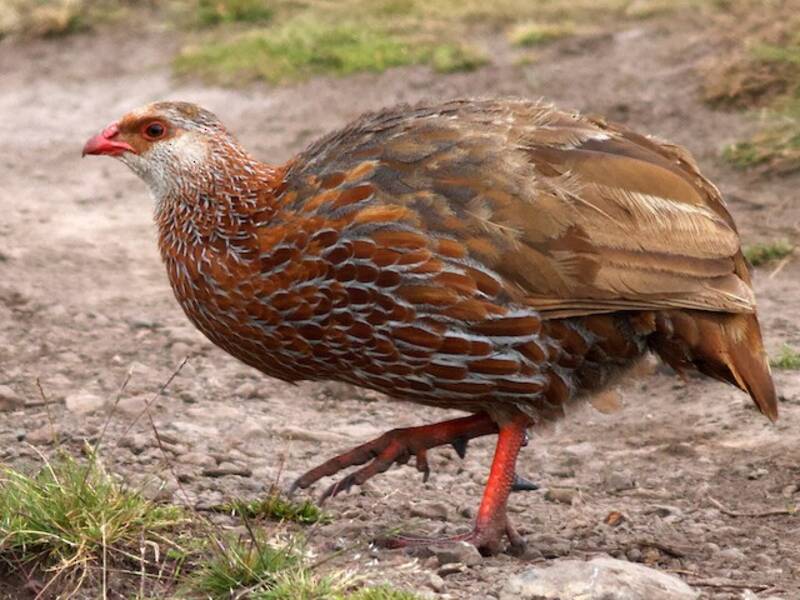 Jackson's Spurfowl, Photos 3