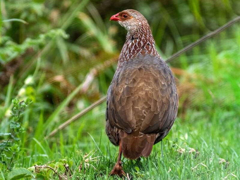 Jackson's Spurfowl, Photos 2
