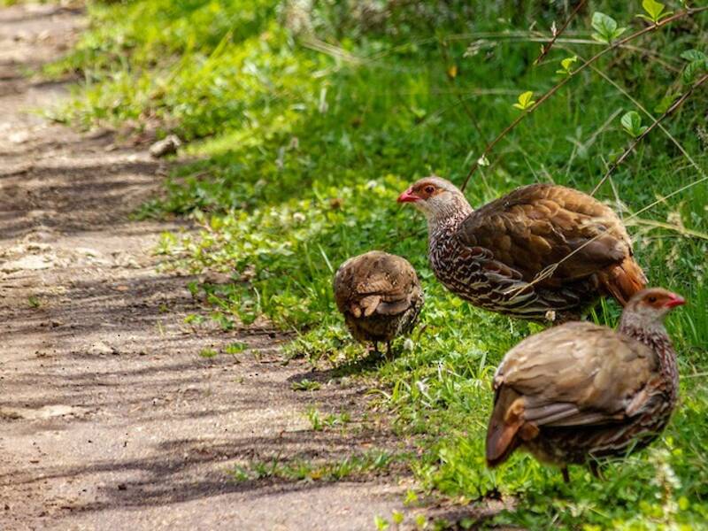 Jackson's Spurfowl, Photos 1