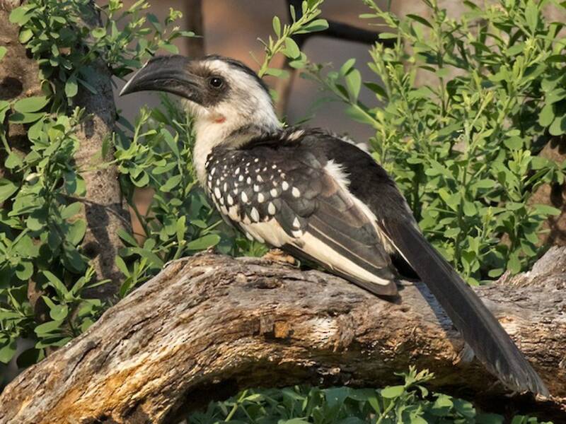 Jackson's Hornbill