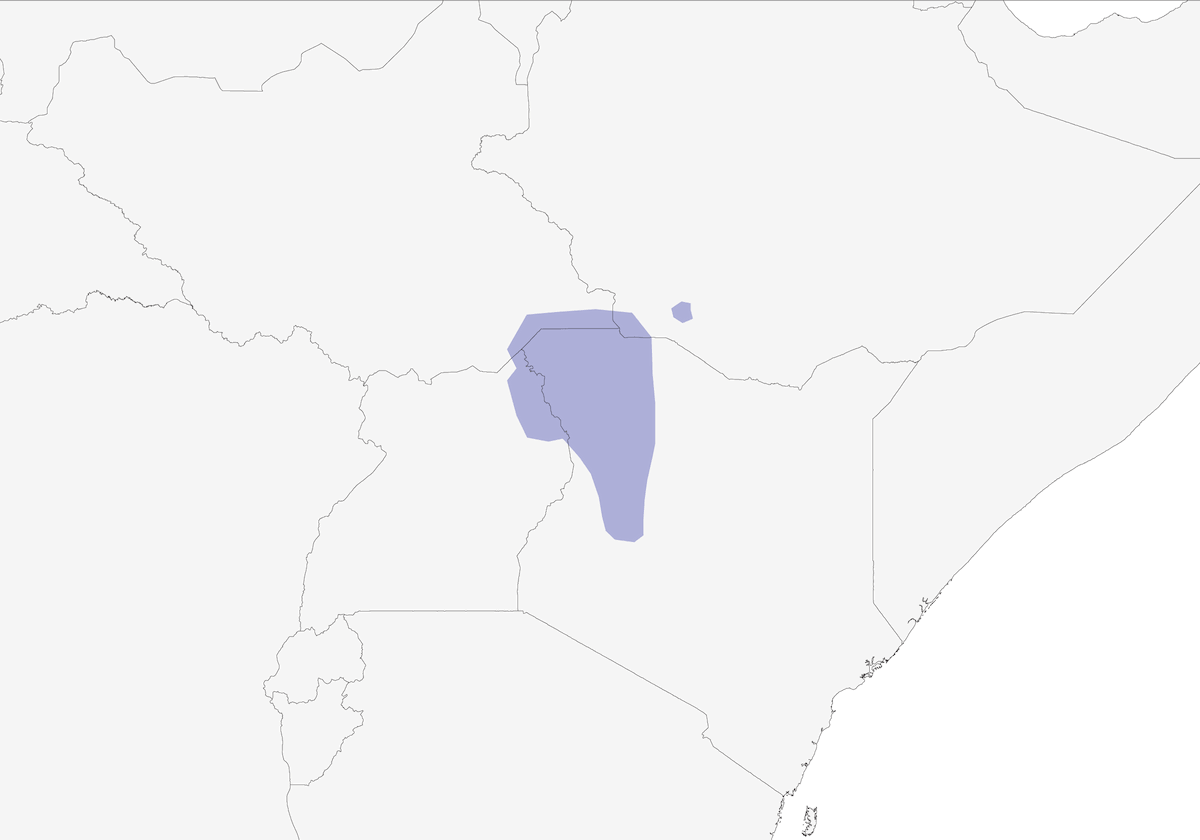 Bucero di Jackson, Distribuzione 1