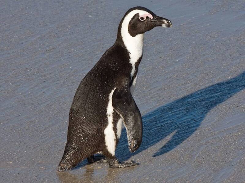 Pinguino africano, Foto 3