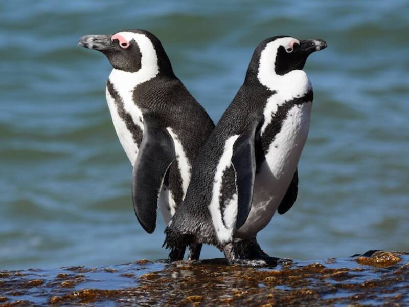 Pinguino africano, Foto 4
