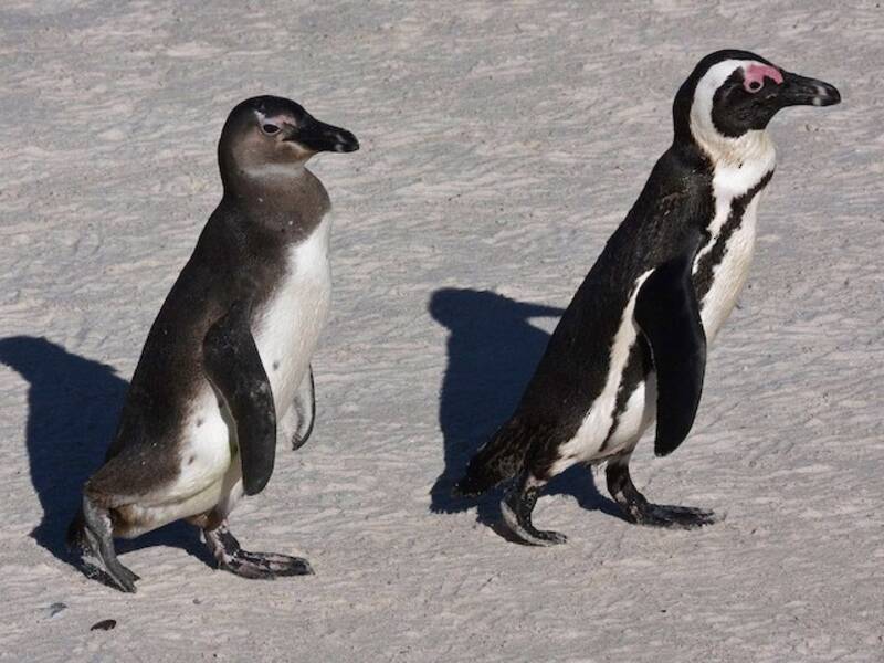 African Penguin (Spheniscus demersus)