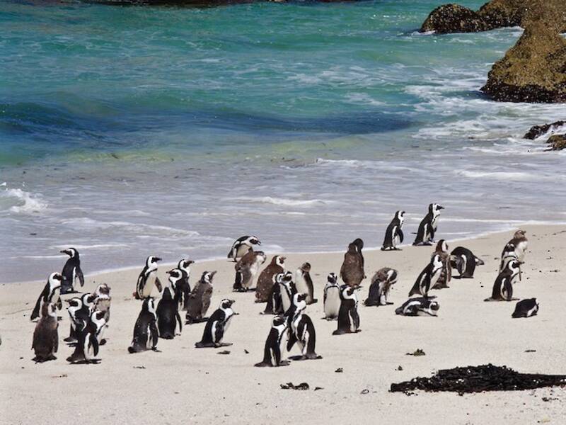 Pinguino africano, Foto 2