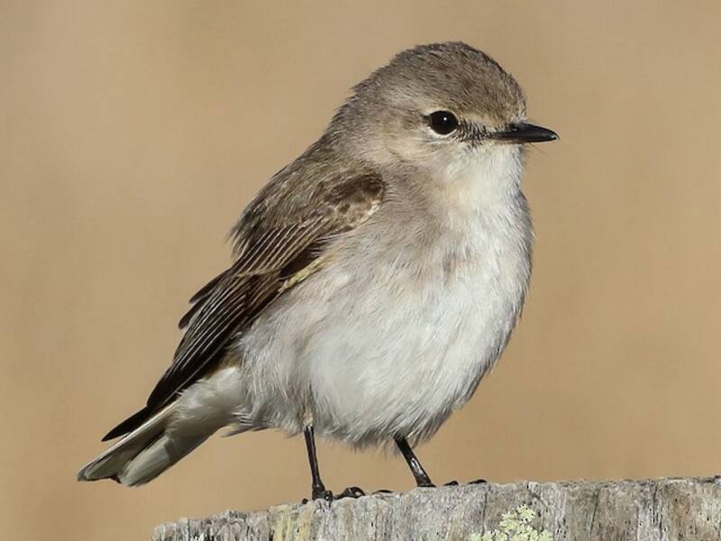Gobe-mouche familier, Photos 4