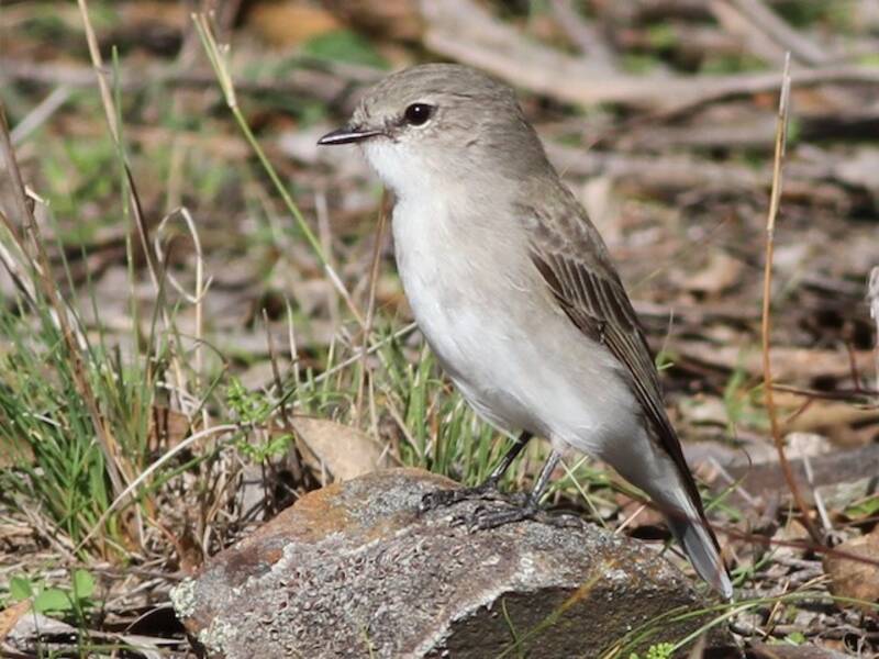Gobe-mouche familier, Photos 2