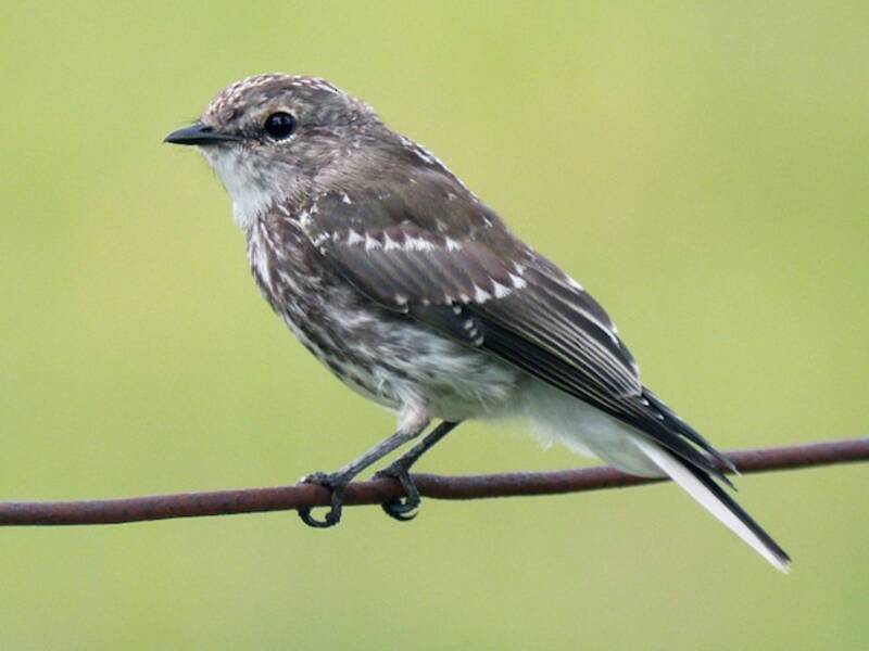 Gobe-mouche familier, Photos 3