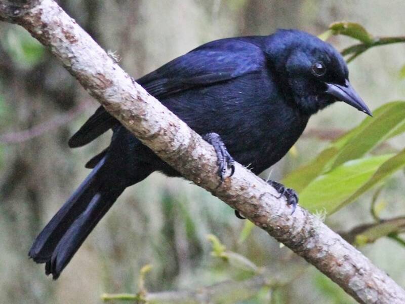 Oriole de la Jamaïque