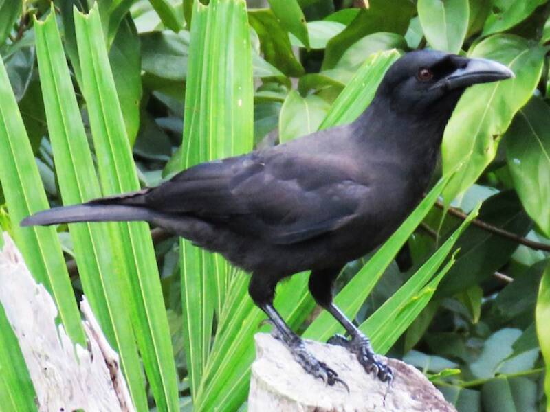 Jamaican Crow, 照片 4