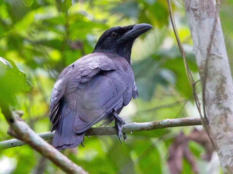 Jamaican Crow, 照片 2