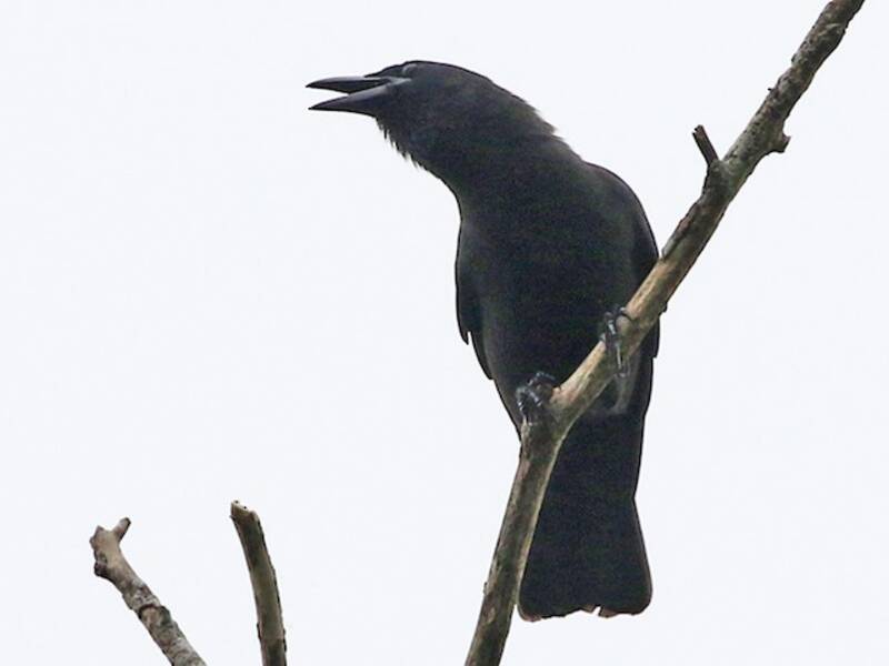 Jamaican Crow, 照片 3