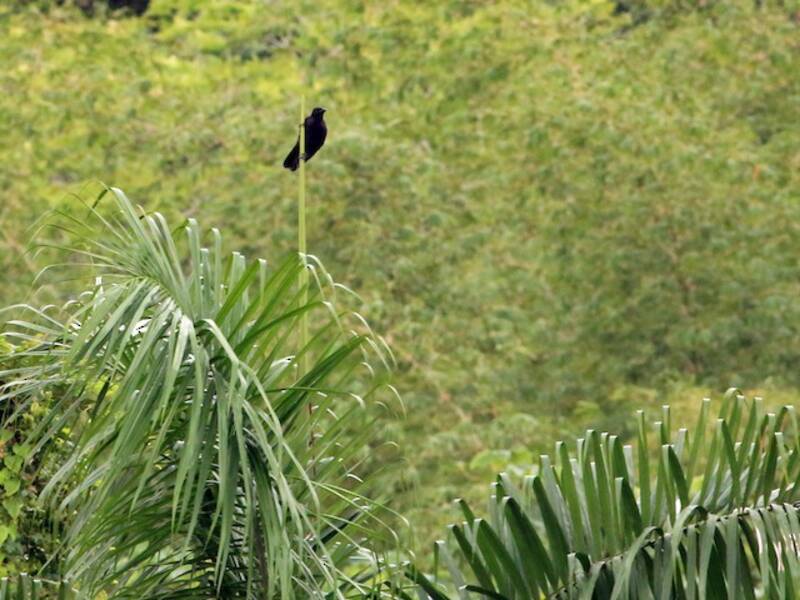 Jamaican Crow