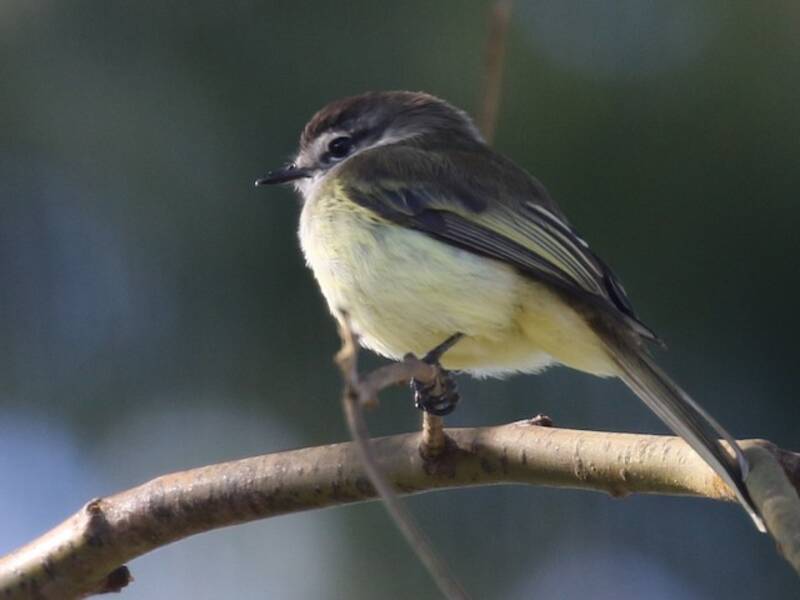 Jamaican Elaenia, Photos 4