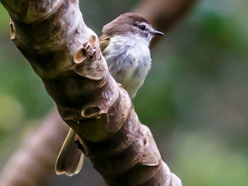 Jamaican Elaenia, Photos 3
