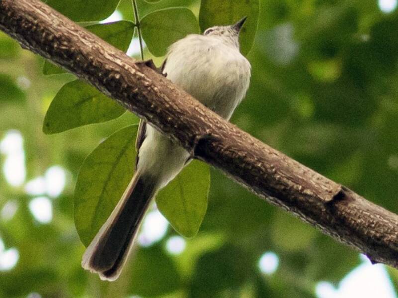 Jamaican Elaenia, Photos 2